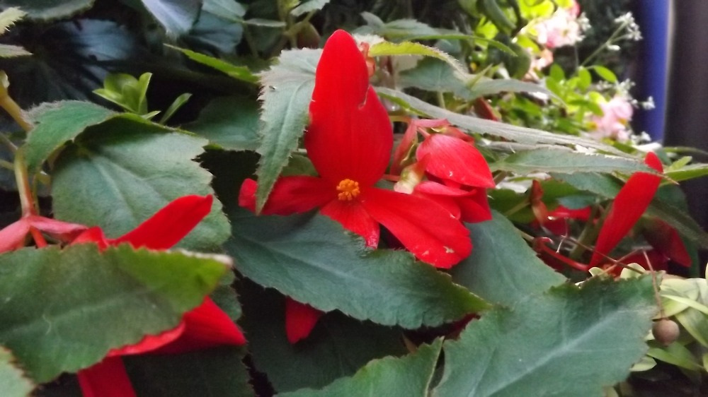 Galleria del corso di Fotografia base