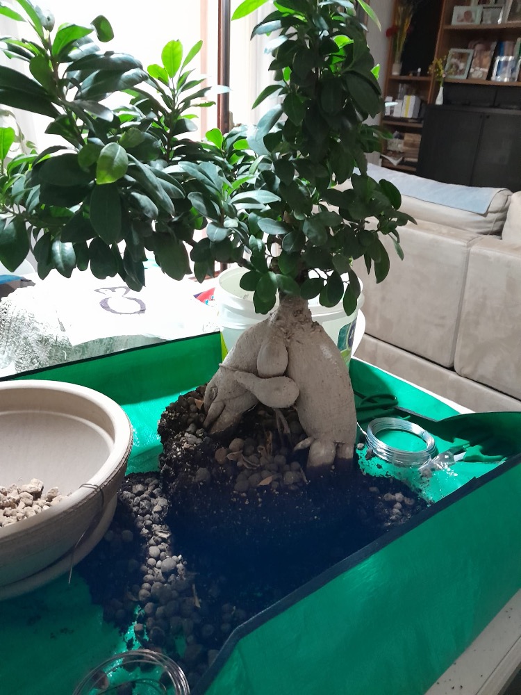 Galleria del corso di Botanica per tutti