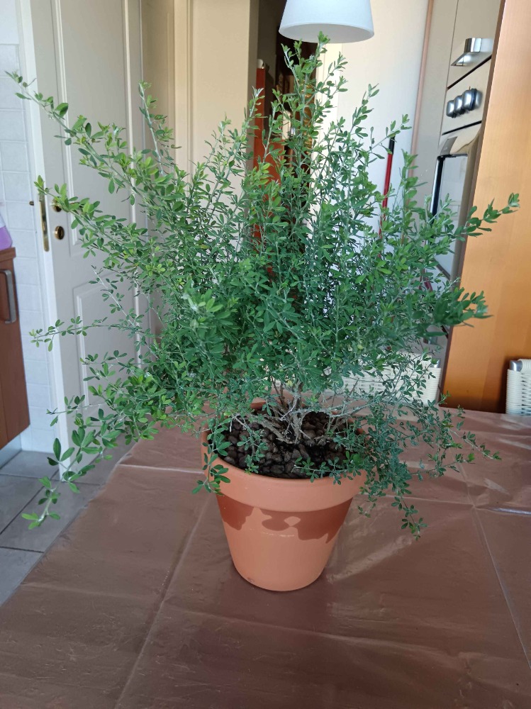 Galleria del corso di Botanica per tutti