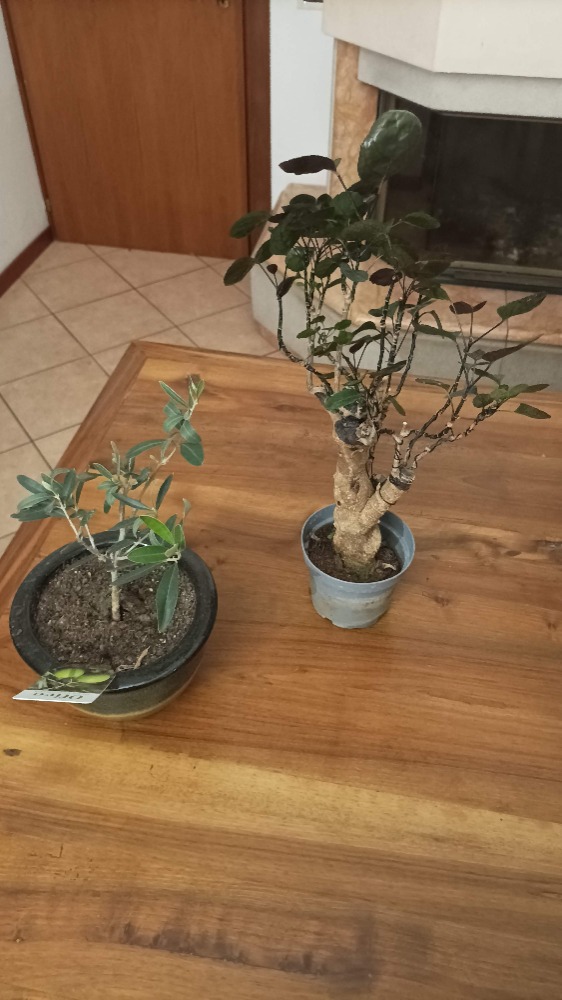 Galleria del corso di Bonsai