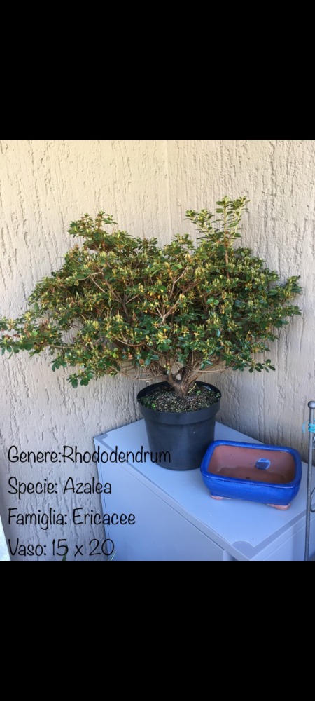 Galleria del corso di Bonsai