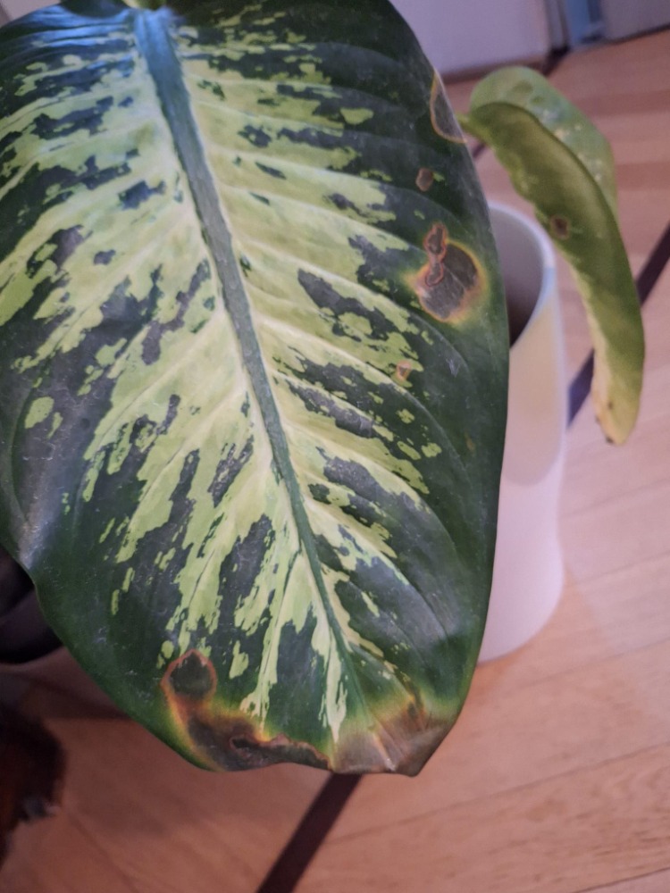 Galleria del corso di Botanica per tutti