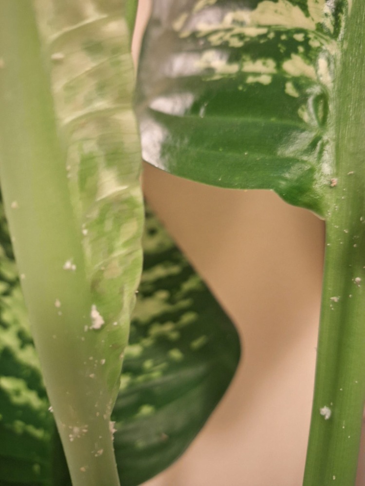 Galleria del corso di Botanica per tutti