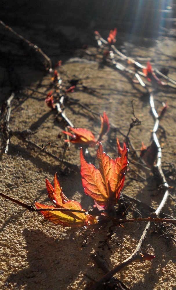 Galleria del corso di Fotografia base