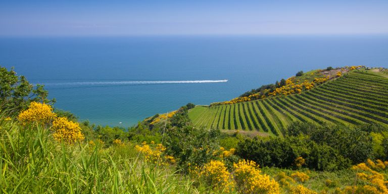 I vini del Centro Italia