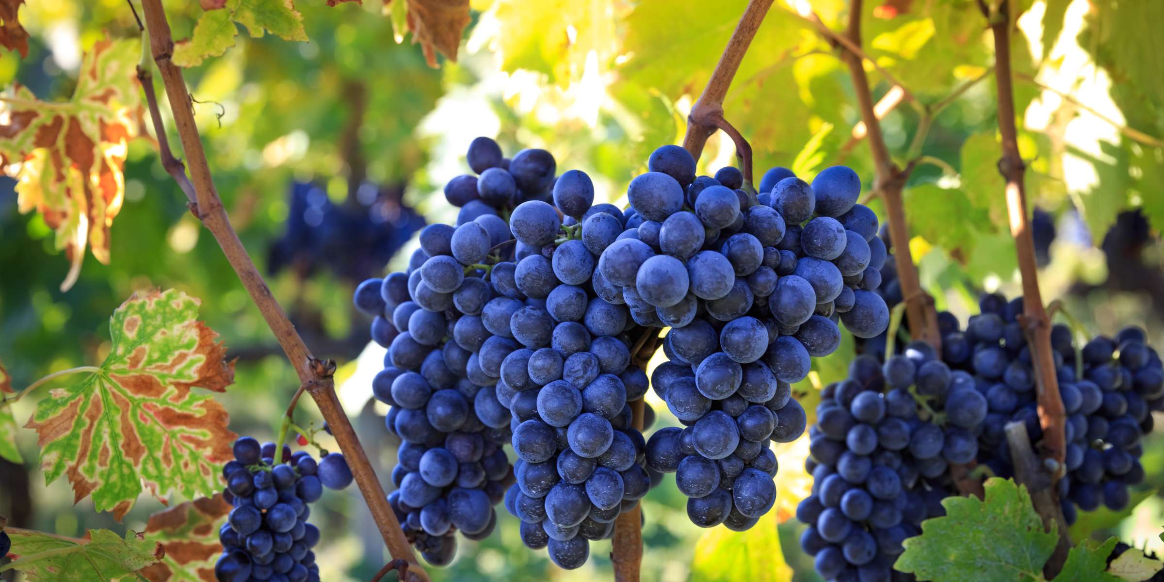 Corso di Nebbiolo: un vitigno, tanti vini a Lecco – Il Tempo Ritrovato