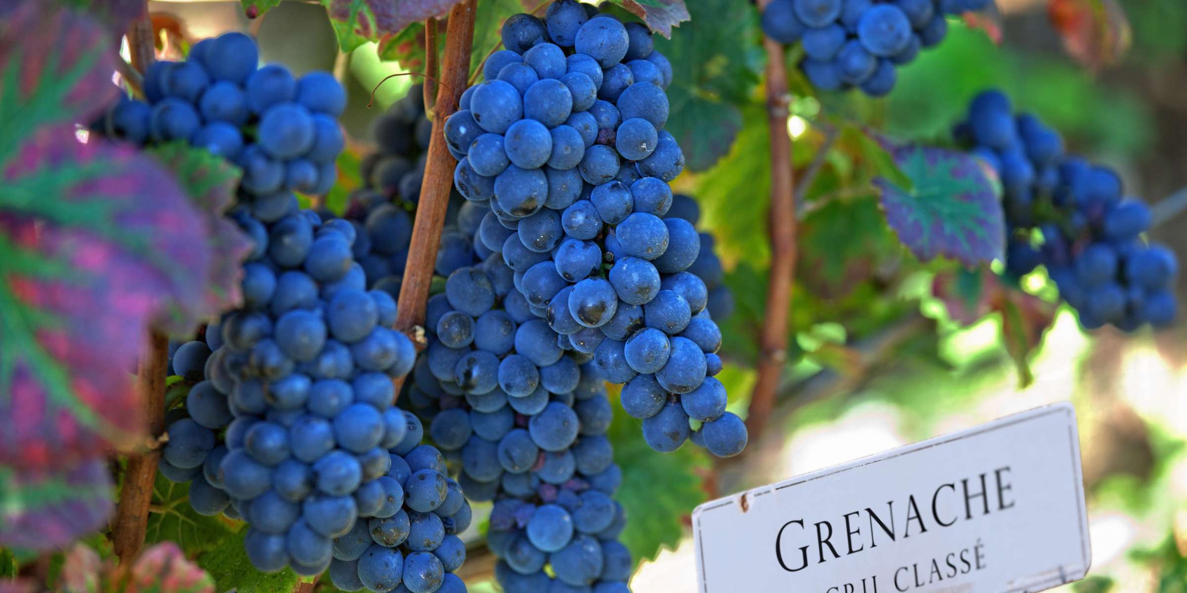 Corso di Grenache dal mondo a Gallarate – Il Tempo Ritrovato