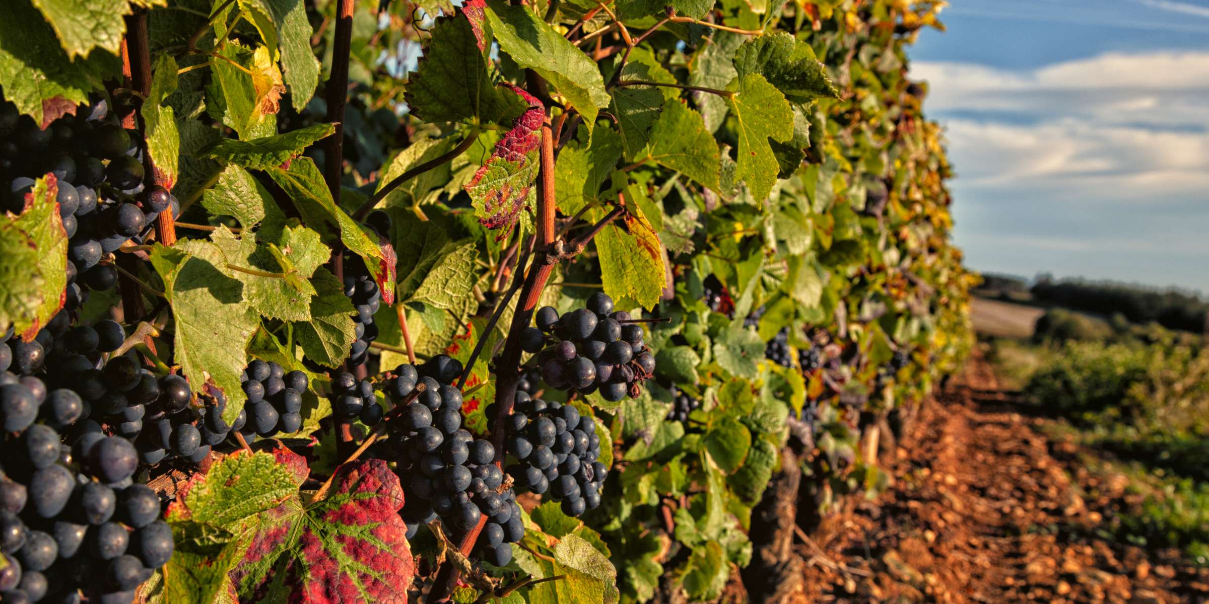Corso di Pinot Noir dal mondo a Giussano – Il Tempo Ritrovato