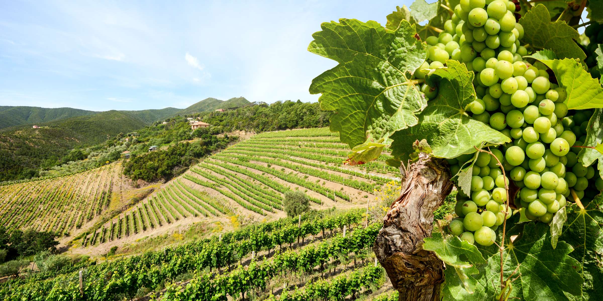 Corso di Sauvignon blanc dal mondo a Giussano – Il Tempo Ritrovato