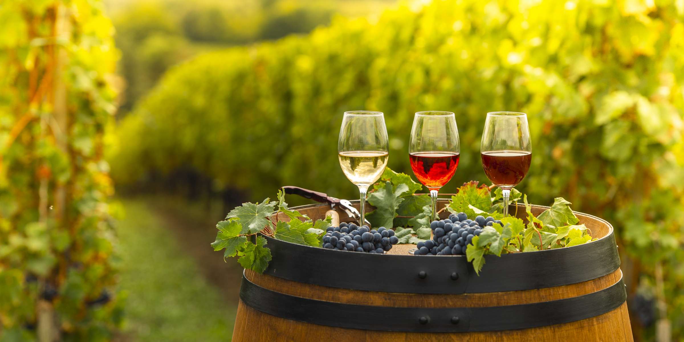 Corso di Fra vigneti e cantine a Castagnole Monferrato – Il Tempo Ritrovato