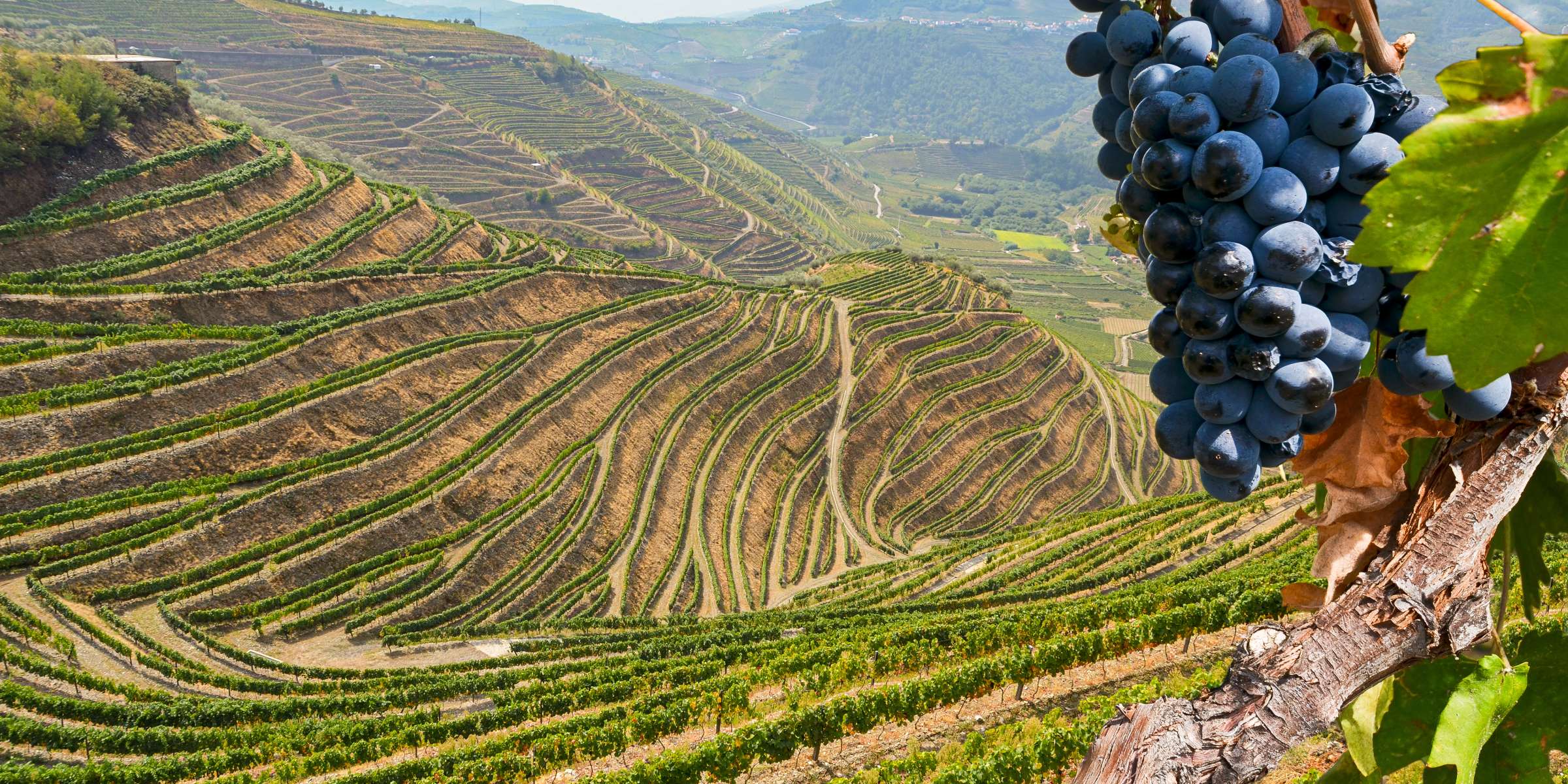 Corso di Vini dal mondo a Treviso – Il Tempo Ritrovato