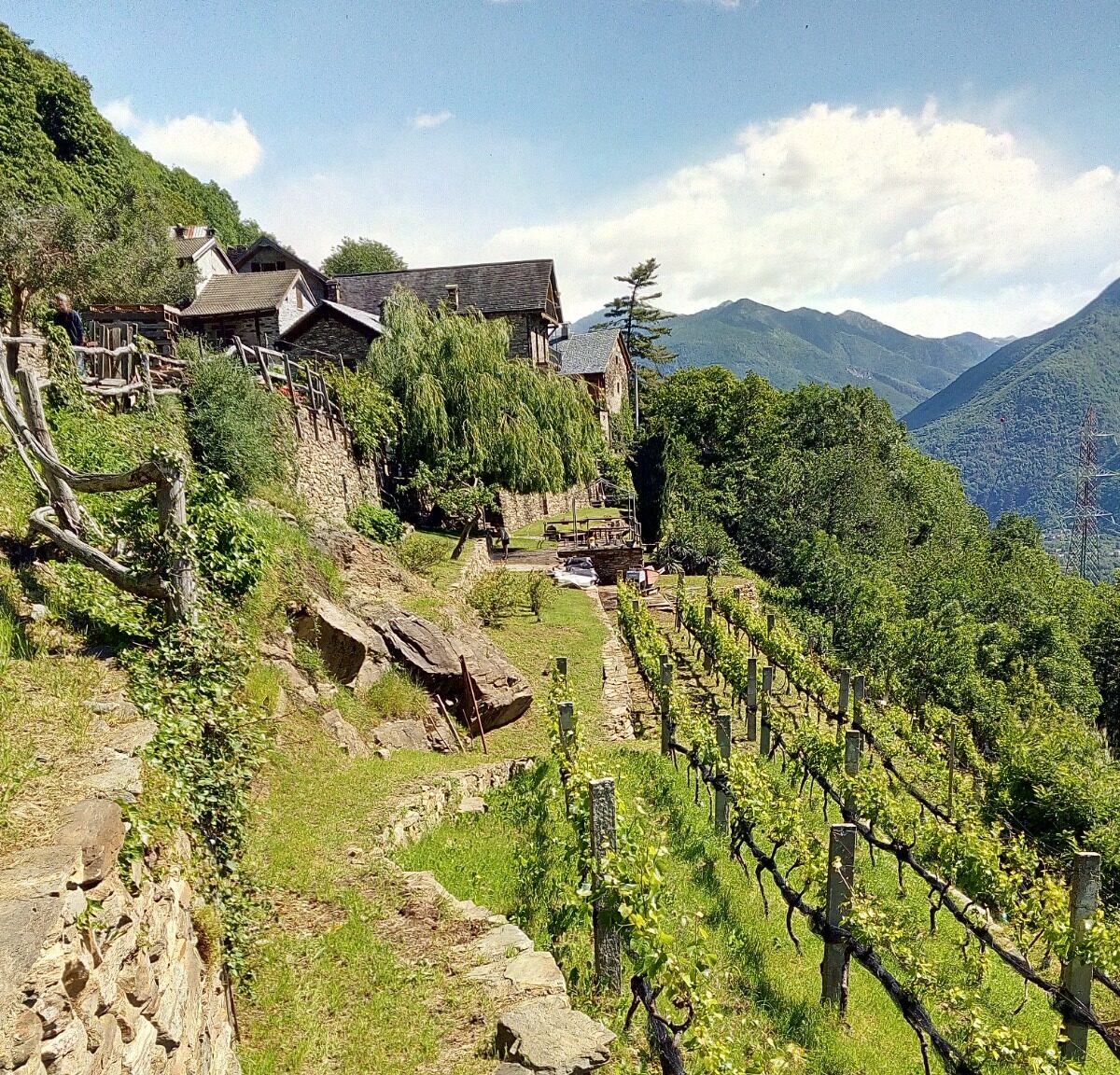 Corso di Fra vigneti e cantine a Villadossola
