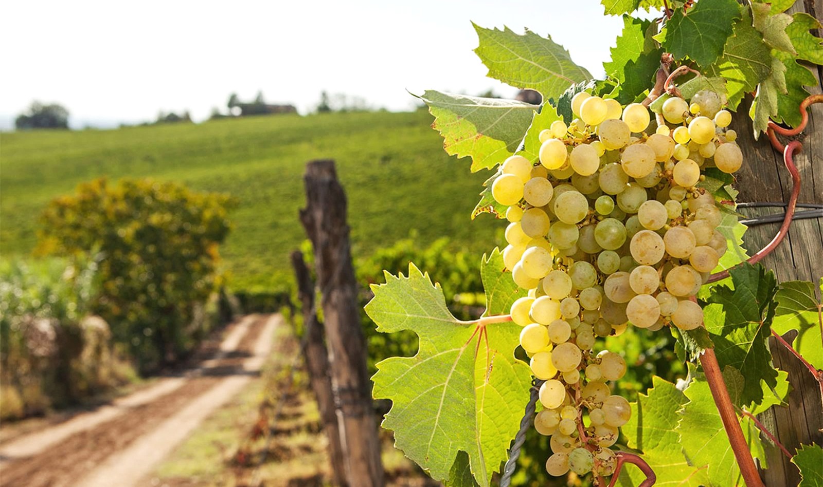 Corso di I vini bianchi del Piemonte