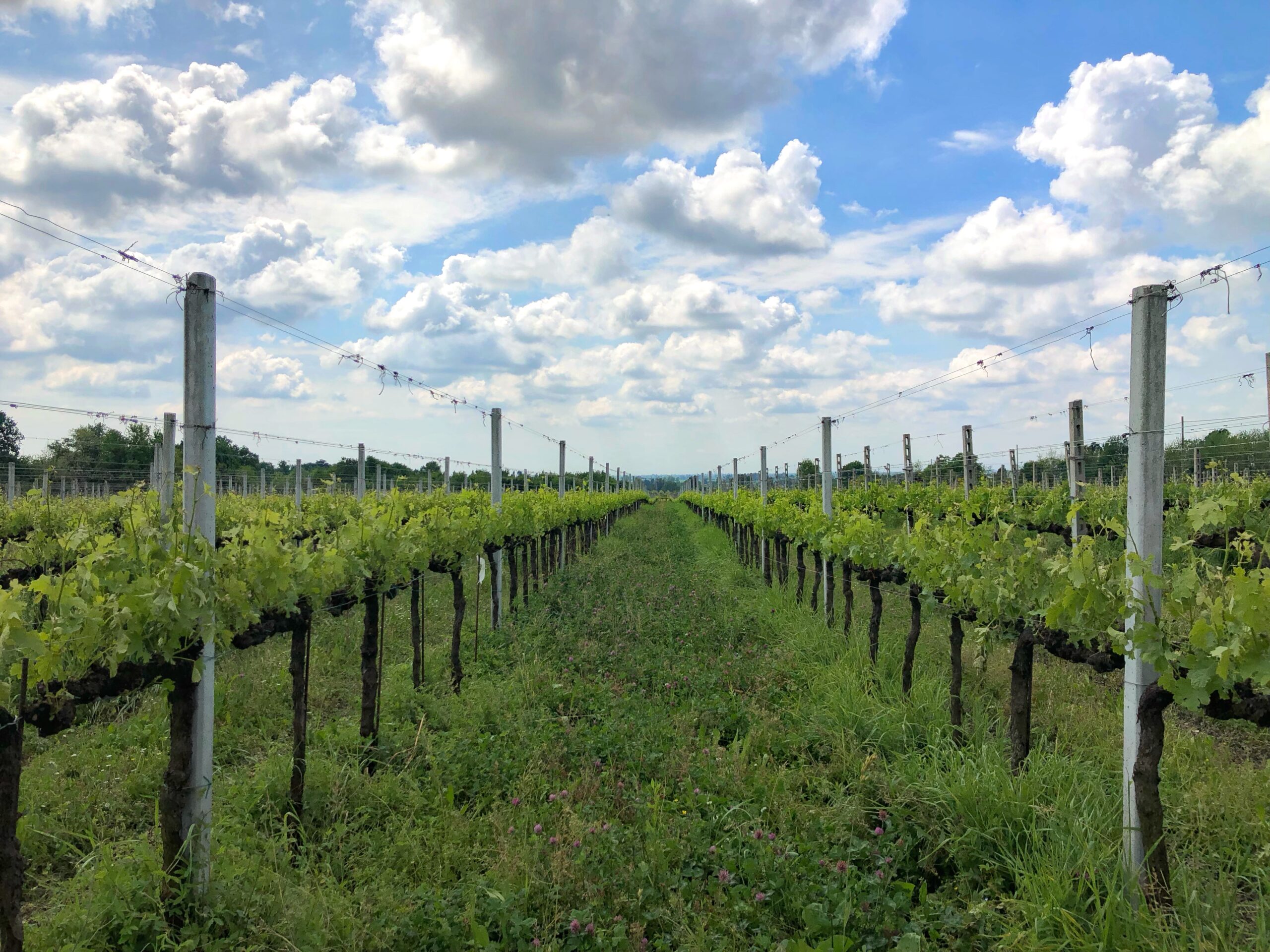 Corso di Fra vigneti e cantine a Montevecchia